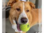 Collie Mix DOG FOR ADOPTION RGADN-1016327 - Coop - Collie / Mixed Dog For
