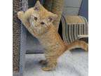Adopt Nevin a Domestic Short H