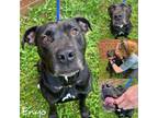 Adopt Enyo a Pit Bull Terrier