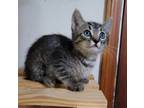 Adopt Scout (Available for pre-adoption) a Domestic Shorthair / Mixed cat in