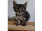 Adopt Rex (Available for pre-adoption) a Domestic Mediumhair / Mixed cat in