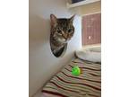 Adopt Sosa a Domestic Shorthair / Mixed cat in Lincoln, NE (35071049)