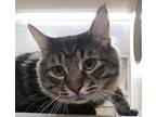 Adopt Mew Mew a Domestic Mediumhair / Mixed cat in Lincoln, NE (35071048)
