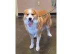 Adopt Found stray: Cooper a Golden Retriever / Great Pyrenees / Mixed dog in