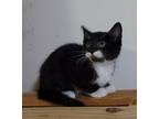 Adopt Tux (Available for pre-adoption) a Domestic Shorthair / Mixed cat in