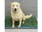 Adopt Roxy a White Husky / German Shepherd Dog dog in Nogales, AZ (35070529)