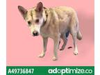 Adopt 49736847 a White Siberian Husky / Mixed dog in El Paso, TX (35070097)