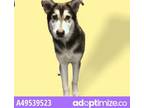 Adopt 49539523 a Red/Golden/Orange/Chestnut Siberian Husky / Mixed dog in El