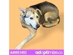 Adopt 49951493 a Gray/Blue/Silver/Salt & Pepper Siberian Husky / Mixed dog in El
