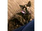 Adopt 5768 Maddy a Spotted Tabby/Leopard Spotted Domestic Shorthair cat in