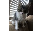 Adopt Louie a Brown Tabby Domestic Mediumhair cat in mishawaka, IN (35066671)