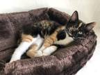 Adopt Bianca a Domestic Shorthair / Mixed cat in Camden, SC (35069074)