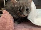 Adopt Little man a Gray or Blue Domestic Shorthair / Mixed (short coat) cat in