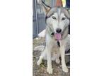 Adopt Beau a White - with Gray or Silver Husky / Mixed dog in San Antonio