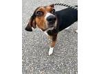 Adopt King Larry a Beagle / Basset Hound / Mixed dog in Fort Riley