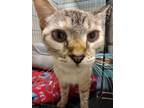 Adopt Daffodil a Domestic Shorthair / Mixed (short coat) cat in Blountville