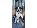 Adopt Taz A Black - With White Australian Cattle Dog Dog In Auburn