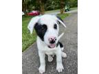 Adopt MAX a White - with Black Great Pyrenees / Labrador Retriever / Mixed dog