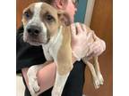 Adopt Chanel A Tan/Yellow/Fawn American Pit Bull Terrier / Blue Heeler / Mixed