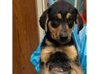 Adopt Taylor A Black German Shepherd Dog / Coonhound / Mixed Dog In Garden