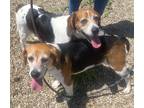 Adopt Ruby (and Betsy) a Tricolor (Tan/Brown & Black & White) Beagle / Mixed dog
