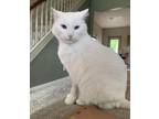 Adopt Poncho a White Domestic Longhair / Mixed (long coat) cat in Latrobe
