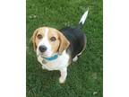 Adopt Kobe a Brown/Chocolate - with White Beagle / Mixed dog in McKinney