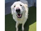 Adopt Master Shifu a White Great Pyrenees / Terrier (Unknown Type