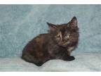 Adopt Haiku a Tortoiseshell Domestic Mediumhair / Mixed (medium coat) cat in