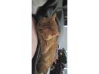 Adopt Chestnut a Orange or Red Domestic Shorthair / Mixed (short coat) cat in