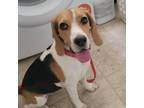 Adopt Azalea a Tricolor (Tan/Brown & Black & White) Beagle / Mixed dog in Las