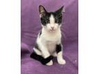 Adopt Ulani a Domestic Shorthair / Mixed cat in LAFAYETTE, LA (35064283)