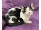 Adopt Oona a Domestic Shorthair / Mixed cat in LAFAYETTE, LA (35064282)