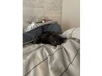 Adopt Neville A Gray Or Blue Korat / Mixed (medium Coat) Cat In Brentwood