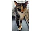 Adopt Elena a Domestic Shorthair / Mixed (short coat) cat in Darlington