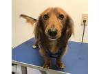 Adopt Tyson2 a Red/Golden/Orange/Chestnut Dachshund / Mixed dog in Orangeburg