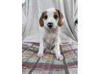 Adopt Salem a Tricolor (Tan/Brown & Black & White) Beagle / Mixed dog in Denver