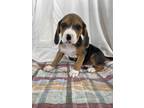 Adopt Sora a Tricolor (Tan/Brown & Black & White) Beagle / Mixed dog in Denver