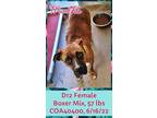 Adopt Viper a Boxer / Mixed dog in Denver, CO (35063908)