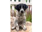 Adopt Oreo a White - with Black Cattle Dog / Collie dog in Boulder