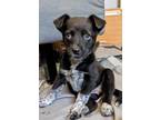 Adopt Chester a Black - with White Collie / Cattle Dog dog in Boulder