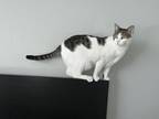 Adopt Bunnie A Spotted Tabby/Leopard Spotted American Wirehair / Mixed (medium