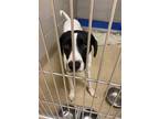 Adopt 2206-0448 Yosemite (Available 6/24) a White - with Black Pointer / Mixed