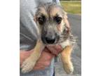 Adopt 50497465 a Black German Shepherd Dog / Mixed dog in Bryan, TX (35062208)