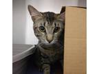 Adopt Tigger a Gray or Blue Domestic Shorthair / Mixed cat in Ballston Spa