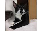 Adopt Lovey a All Black Domestic Shorthair / Mixed cat in Ballston Spa