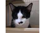 Adopt Cassie a All Black Domestic Shorthair / Mixed cat in Ballston Spa