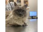 Adopt Layla a Gray or Blue Ragdoll / Mixed cat in Ballston Spa, NY (35061759)