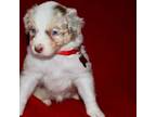Australian Shepherd Puppy for sale in Kaneohe, HI, USA