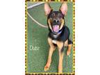 Adopt DUBZ a Black - with Tan, Yellow or Fawn German Shepherd Dog / Mixed dog in